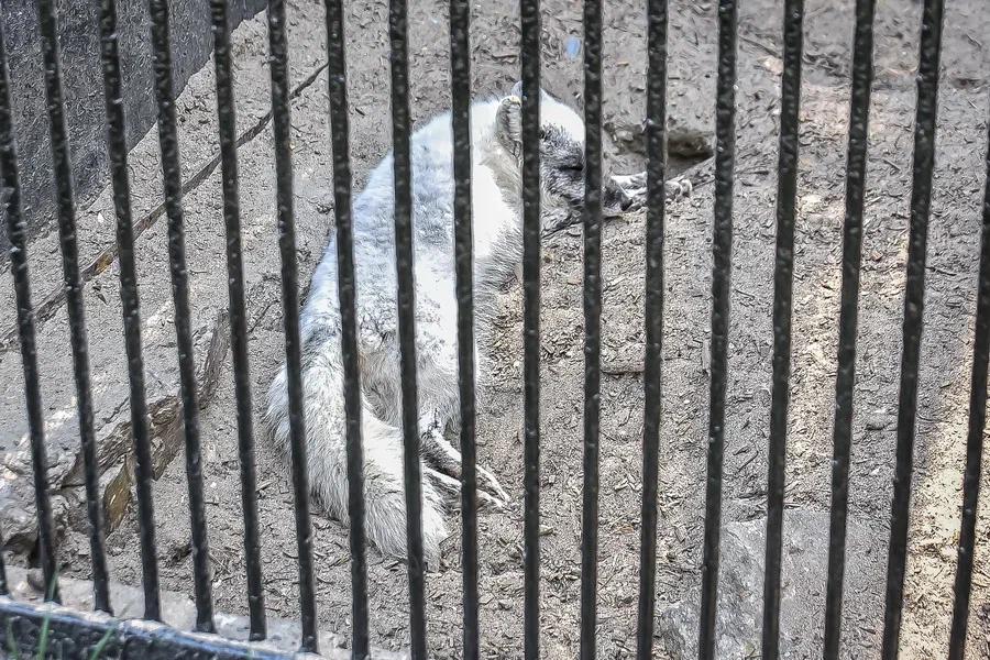 Фото Вызывайте Айболита: животные Новосибирского зоопарка изнемогают от аномальной жары 10
